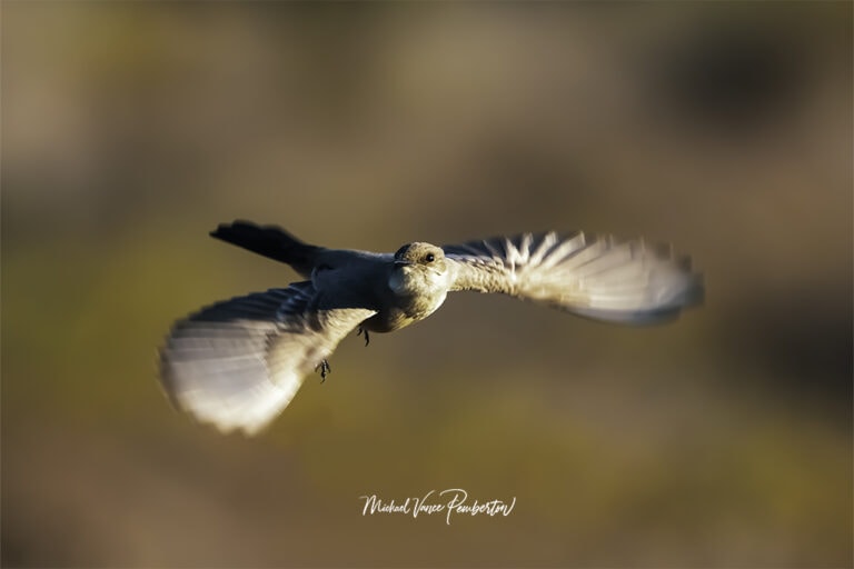 Places to photograph birds in California. Michael Vance Pemberton