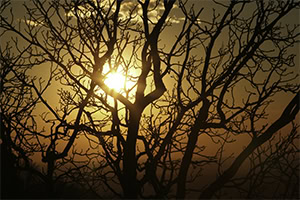 Golden Sunset