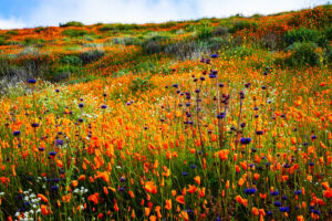 Super Bloom Beauty